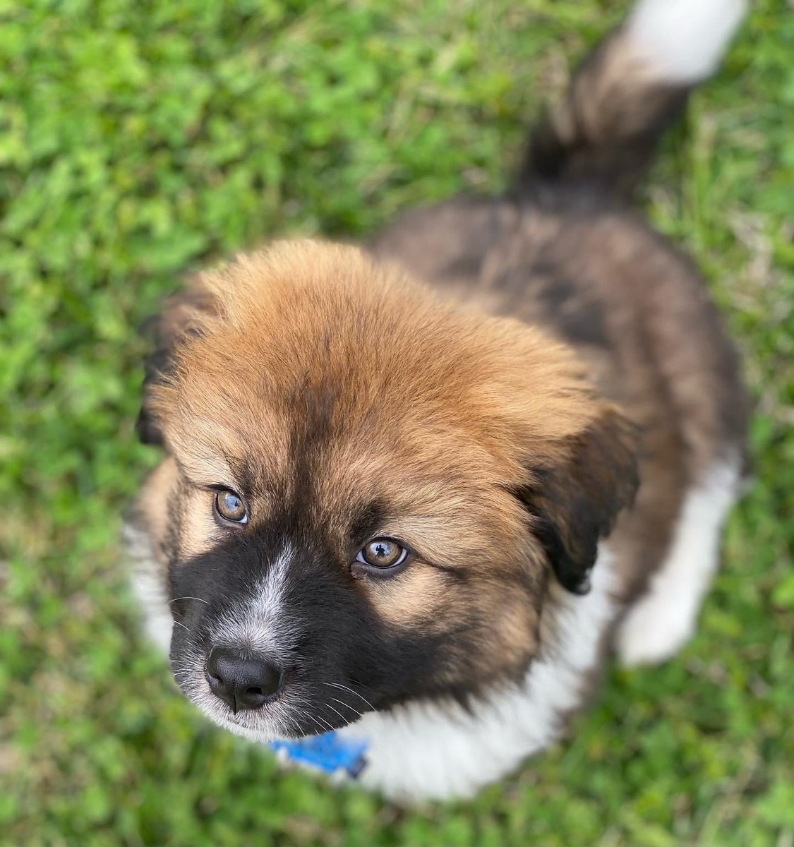 stl_dan's tweet photo. Haven’t shared this floofy chonk on here. Twitter, meet Zeke. What you think @dog_rates ? https://t.co/KSXZ5dWKTC