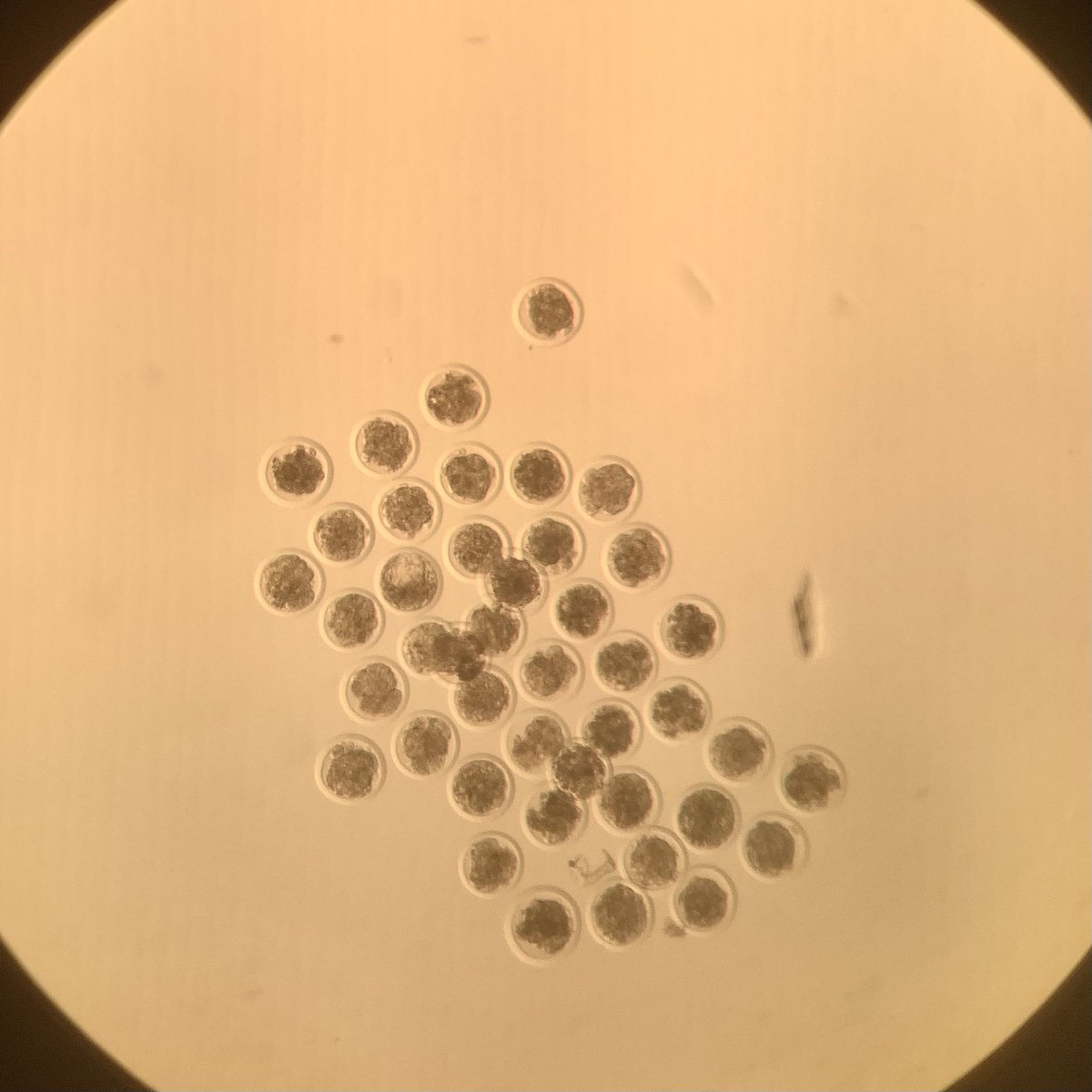 Busy week in the IVF lab! Here are some cattle IVF embryos produced in my quality control run. Gearing up for lots of bison oocyte collections and IVF runs this summer! @ericzwief @usask @WCVMToday #embryos #research #reprorocks #phd