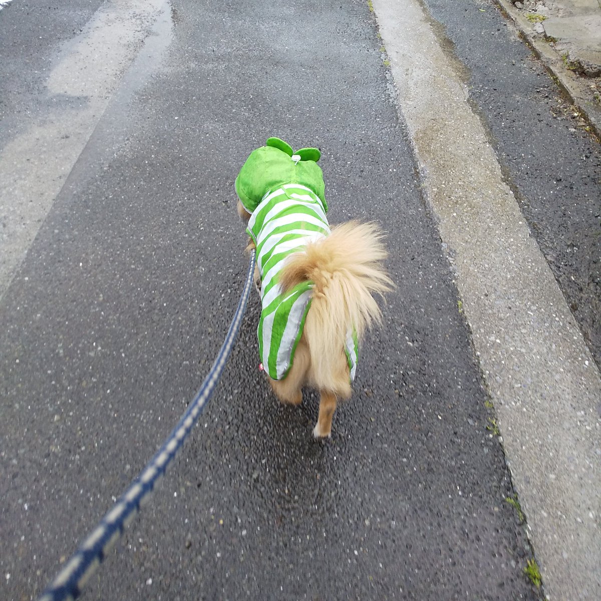 カエルのカッパ カエルのカッパ