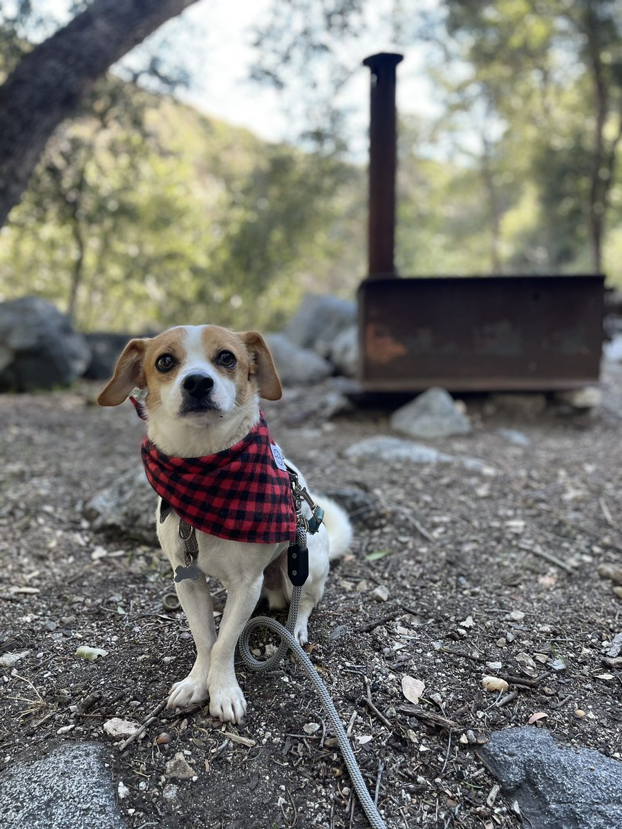 laurenevelyn__'s tweet image. #BuschCTOcontest this is Squishy, a rescue from a hoarding situation! He’s an outdoor kinda guy &amp;amp; has a ~very refined taste &amp;amp; smell. He loves the rugged wilderness, backcountry &amp;amp; camping. He’s been on a 10,064 mountain summit - so he’s up for ANY challenge. He’s brave &amp;amp; strong.