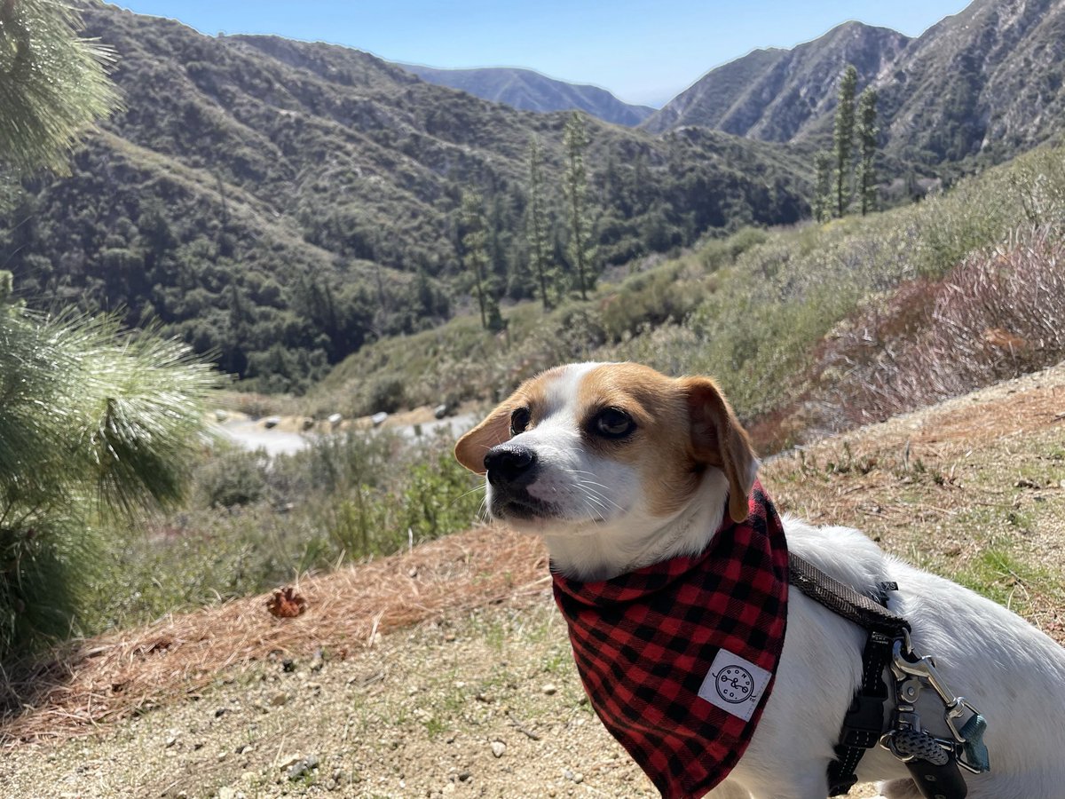 laurenevelyn__'s tweet image. #BuschCTOcontest this is Squishy, a rescue from a hoarding situation! He’s an outdoor kinda guy &amp;amp; has a ~very refined taste &amp;amp; smell. He loves the rugged wilderness, backcountry &amp;amp; camping. He’s been on a 10,064 mountain summit - so he’s up for ANY challenge. He’s brave &amp;amp; strong.