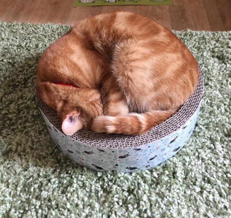 PatBarrett74's tweet photo. @roidmiuk Thanks for the giveaway - keeping my fingers crossed.  #ROIDMIPETS https://t.co/35gqAMIlRK