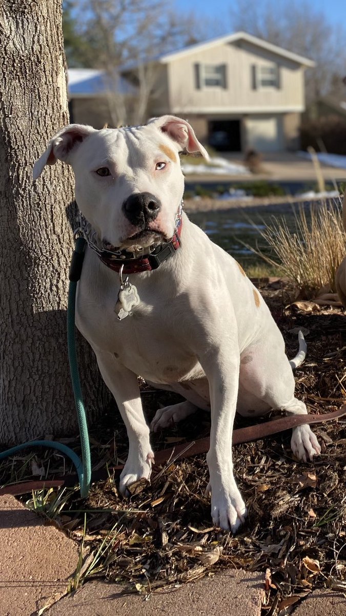 MileHiPhanatic's tweet image. #BuschCTOcontest #Entry Meet Ms. Liberty. She #MeansBusiness but is also a #Sweetheart. She is also a professional beer sipping ninja #LeaderofthePack!