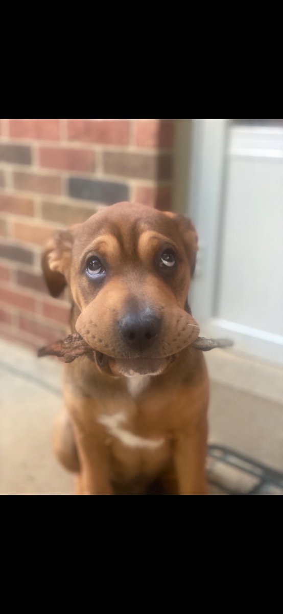 meb1102's tweet image. Meet Beau!!!  Cutest pup ever!  #BuschCTOcontest