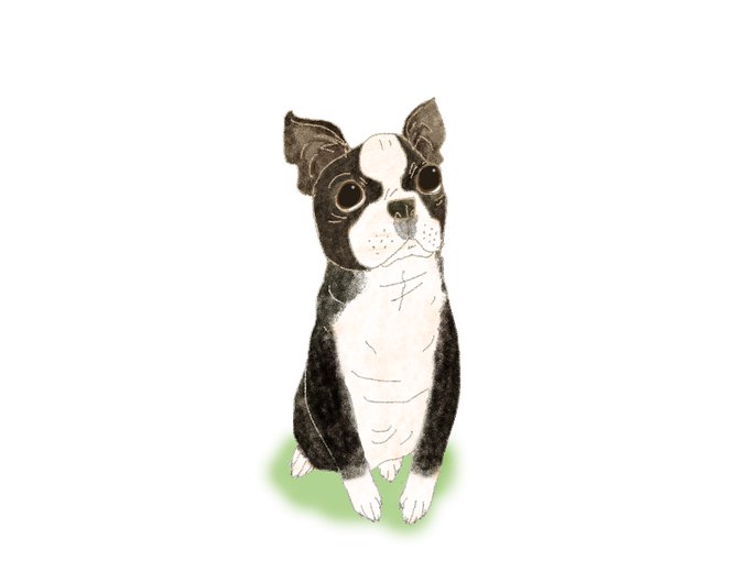 ボストンテリアのtwitterイラスト検索結果 ボストンテリアのtwitterイラスト検索結果