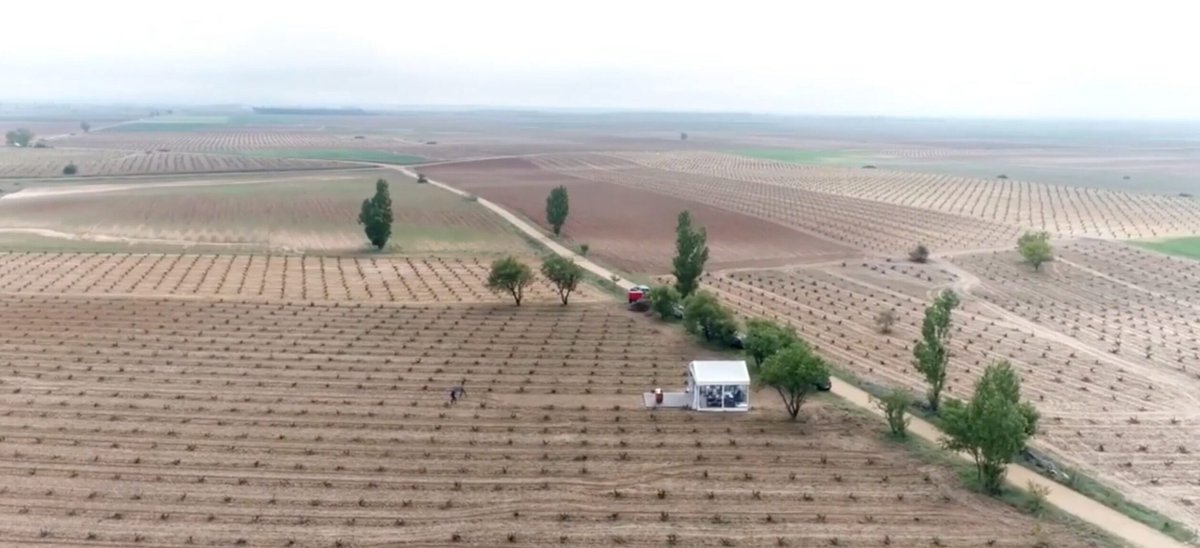 As a project, new wine La Jefa from @matsuwines has it all: saving pre-phloxerra vines, an out of favour wine region, exhuming a dying wine tradition &amp; some very smart wine marketing. We hear from the <a href="/Vintae/">Vintae</a> team at its impressive global launch. Click the-buyer.net/tasting/wine/b…