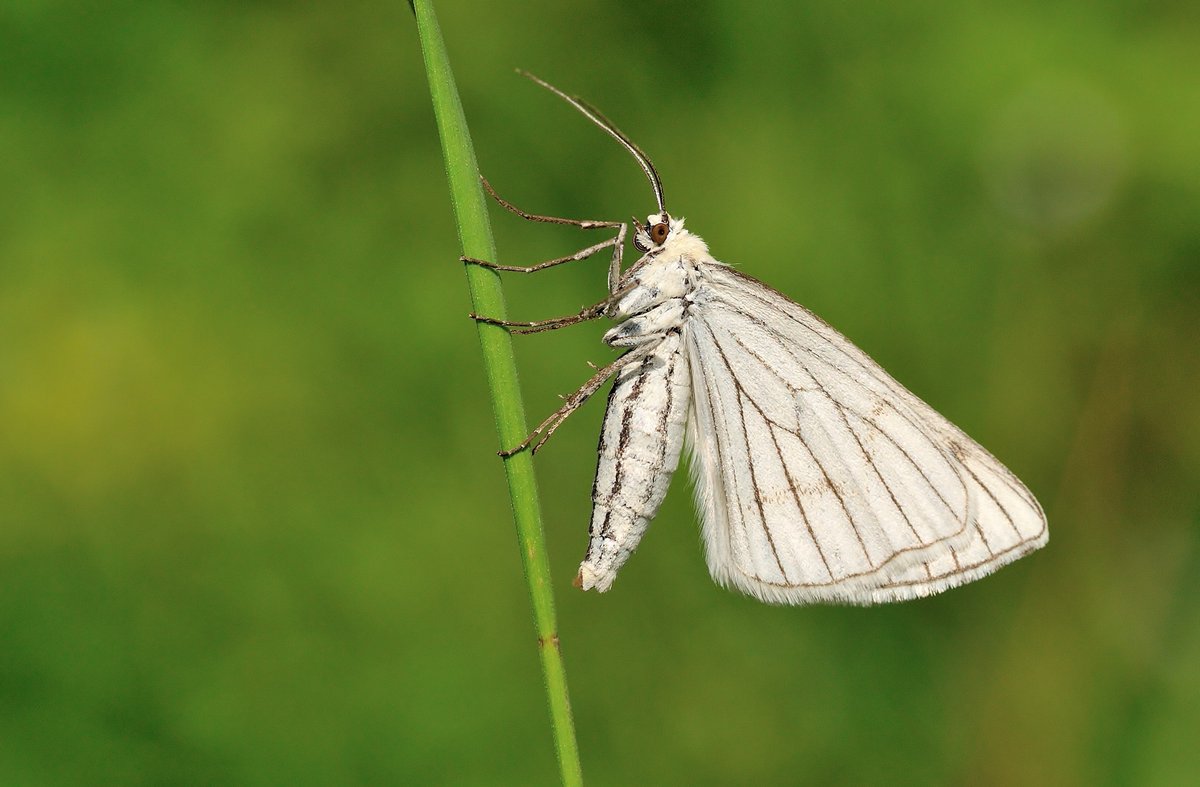 Our brand-new project Kent's Magnificent Moths launches today! 🎉🐛  Thanks to @heritagefunduk it will help to save and celebrate some of the UK’s rarest moths. Go to @kentbutterflies #MagnificentMoths butrfli.es/3sZ3QuI 📷 Bob Eade