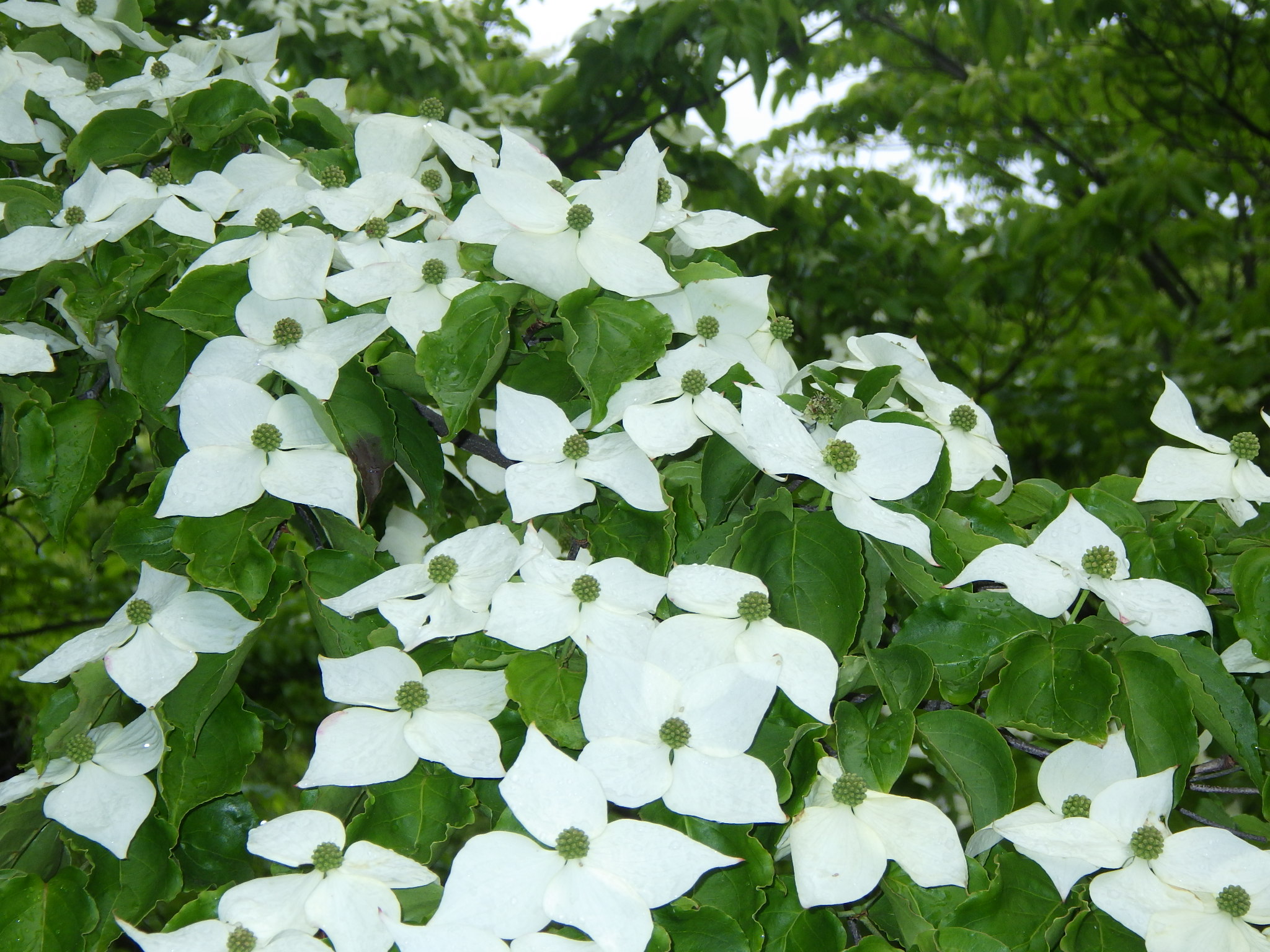 都立府中の森公園 展望広場の周りにヤマボウシの真っ白な花が散歩をする方の目を惹いています 花言葉は 友情 季節的には早めですが来園する方の心を癒してくれそうな白さです T Co Jyfbieplrp Twitter