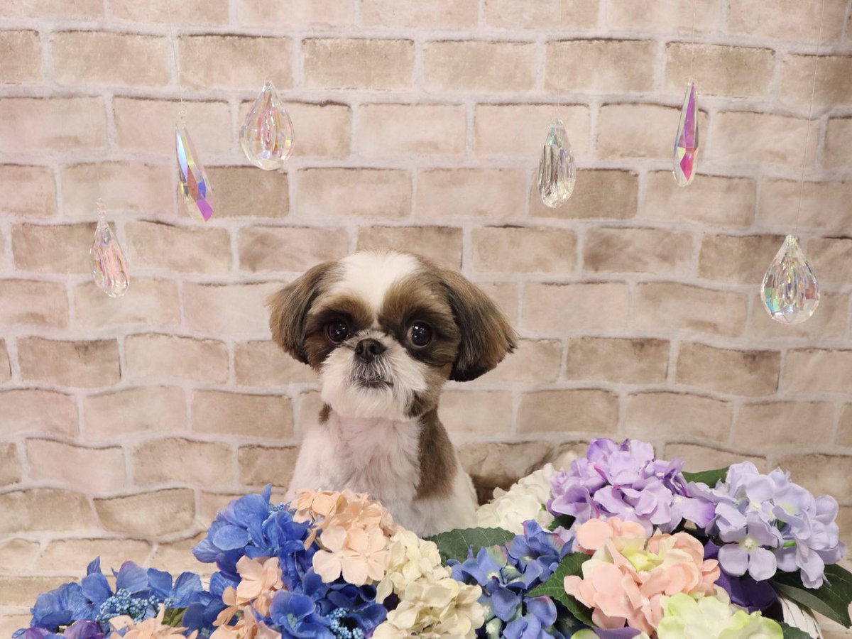 ワンちゃんの美容室 キューティ Crstalladykeiko Twitter