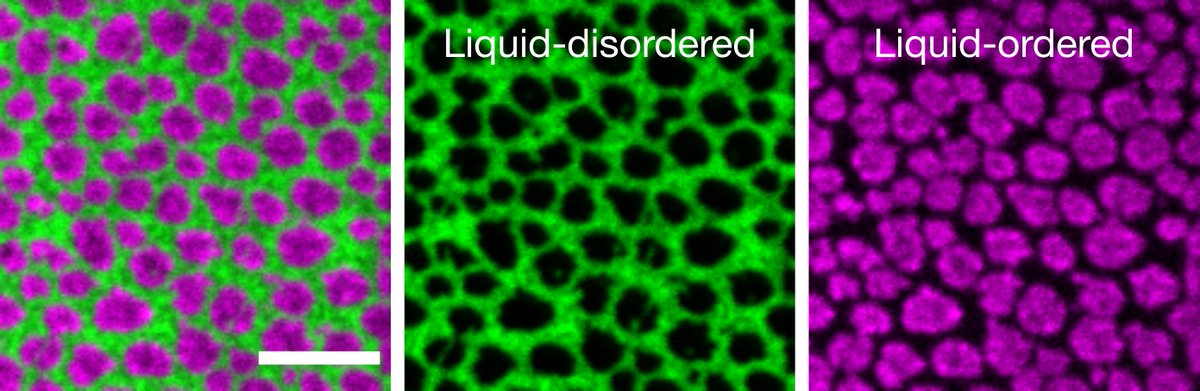 Erdinc Sezgin (@sciezgin) on Twitter photo We wrote a review/opinion/perspective article on how liquid-liquid phase separation in model membranes reflects cell membrane heterogeneity (and where it fails to do so). <a href="/SychTaras/">Taras Sych</a> <a href="/LindaWedemann/">Linda Wedemann</a> and <a href="/CenkGurdap/">Cenk Gurdap</a>
mdpi.com/2077-0375/11/5… We wrote a review/opinion/perspective article on how liquid-liquid phase separation in model membranes reflects cell membrane heterogeneity (and where it fails to do so). <a href="/SychTaras/">Taras Sych</a> <a href="/LindaWedemann/">Linda Wedemann</a> and <a href="/CenkGurdap/">Cenk Gurdap</a>
mdpi.com/2077-0375/11/5…