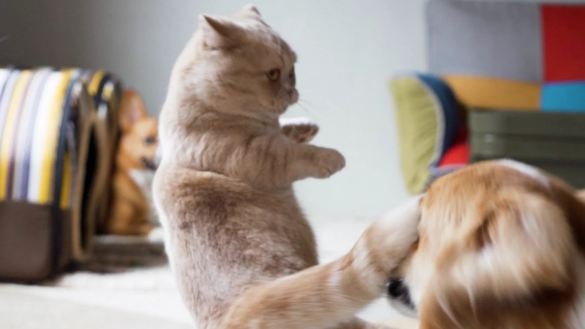 これは避けられない？猫の回し蹴…回しシッポをまともに食らうワンちゃんｗｗ