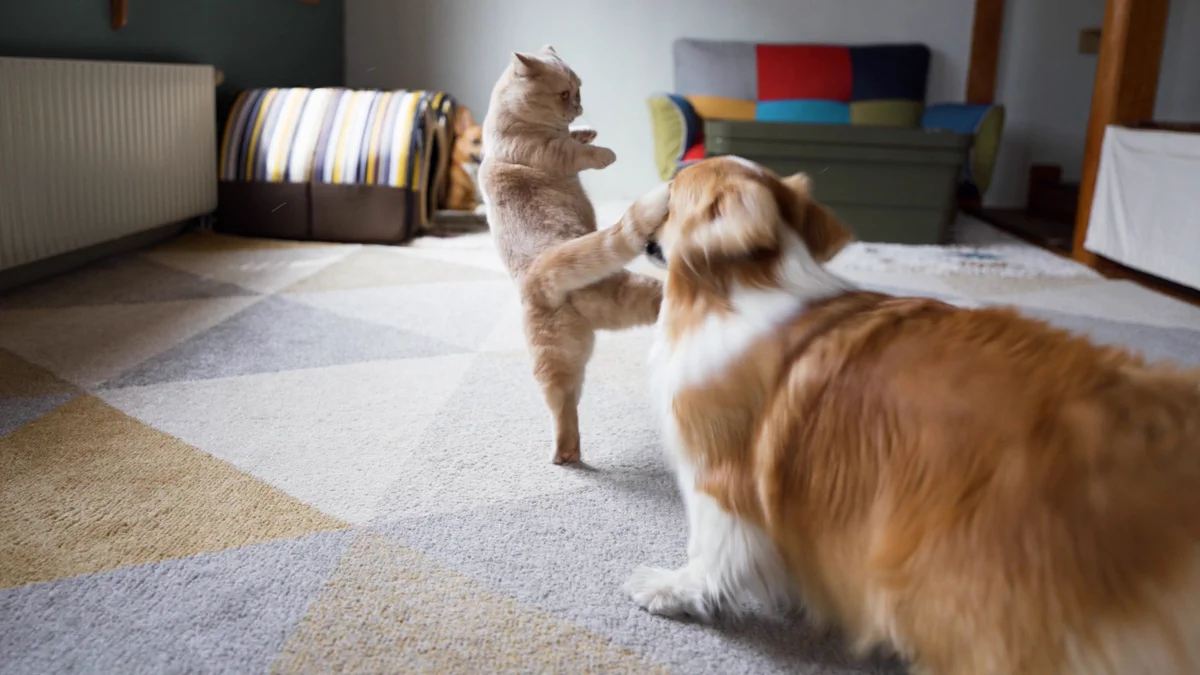 これは避けられない？猫の回し蹴…回しシッポをまともに食らうワンちゃんｗｗ