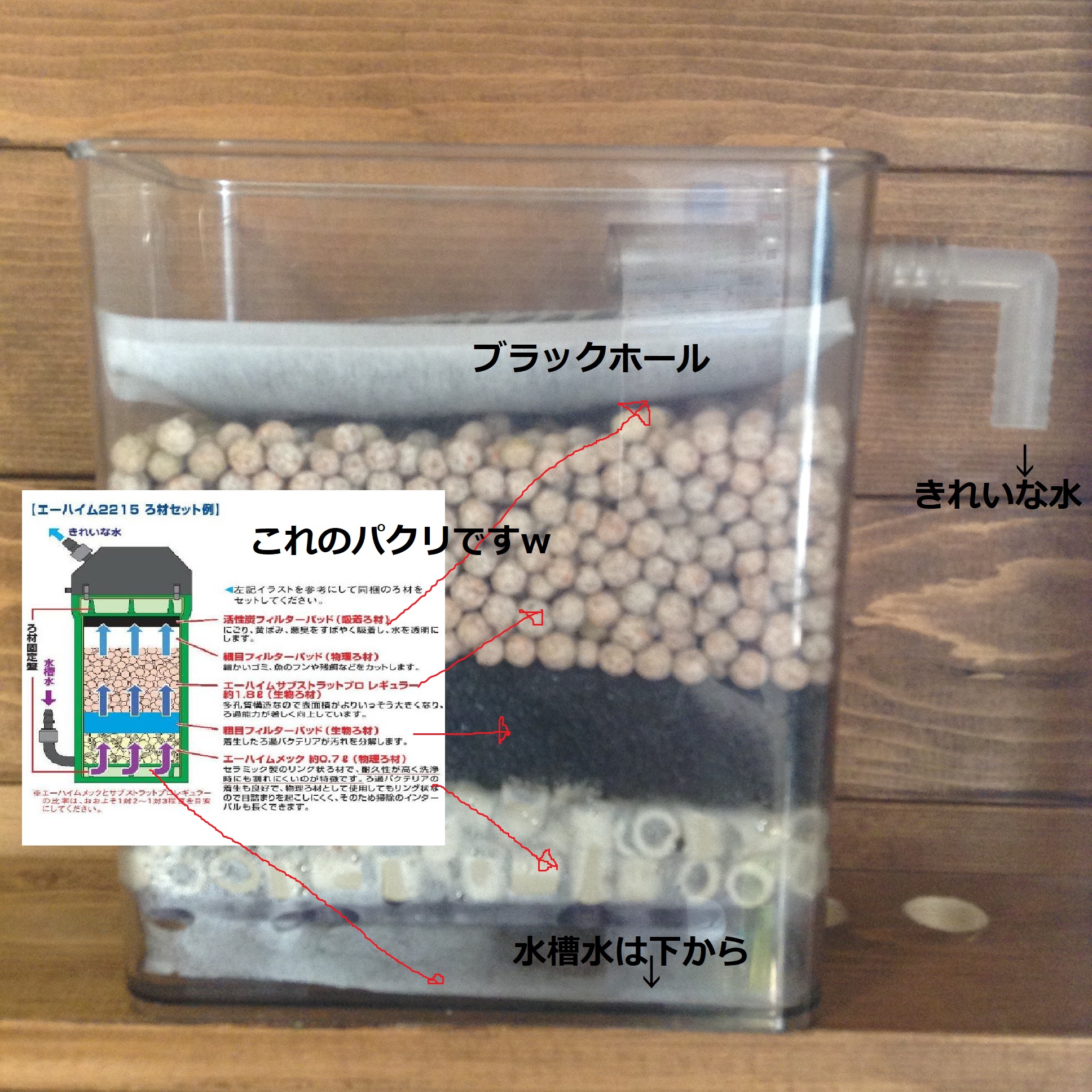 ビー玉水耕栽培 プチ モロコ養殖とアクアポニックス Kengo8010 Twitter