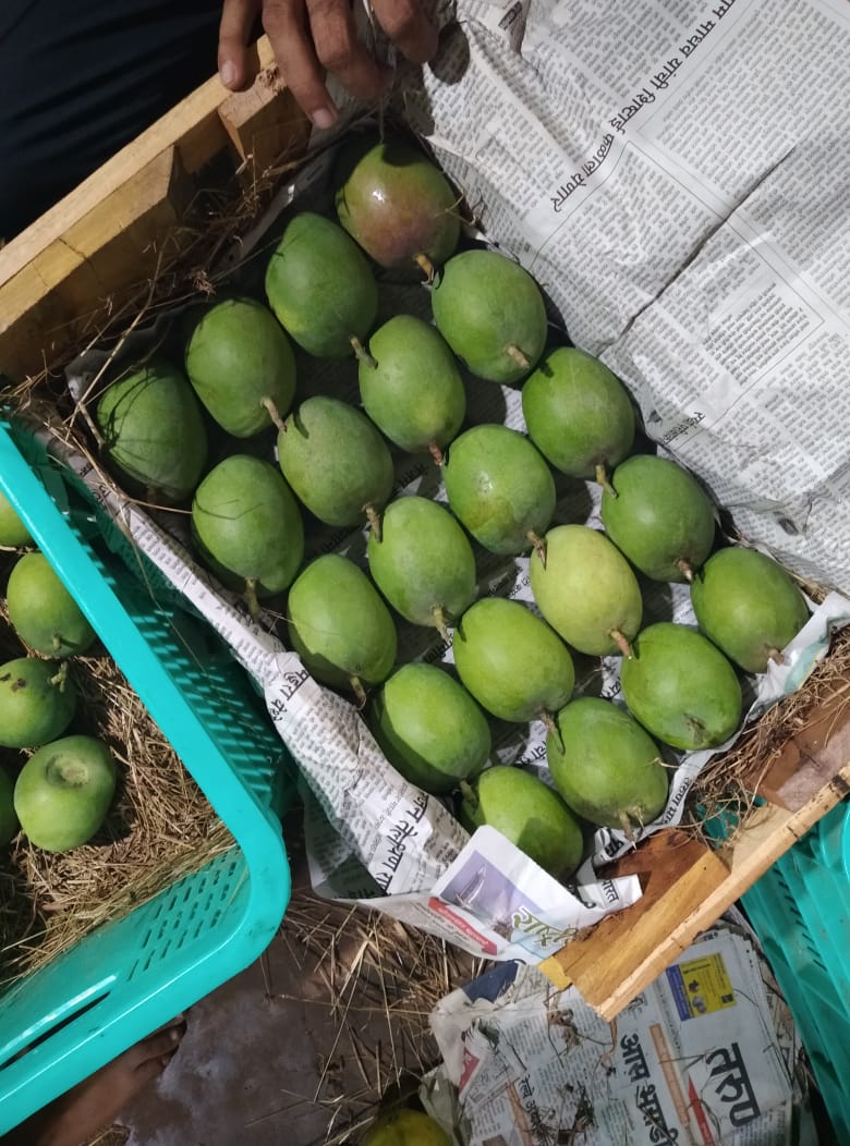 Ratnagiri and Devgad Hapus mangoes are available

Please call on 8329207176

Free home delivery service up to a distance of 3 km