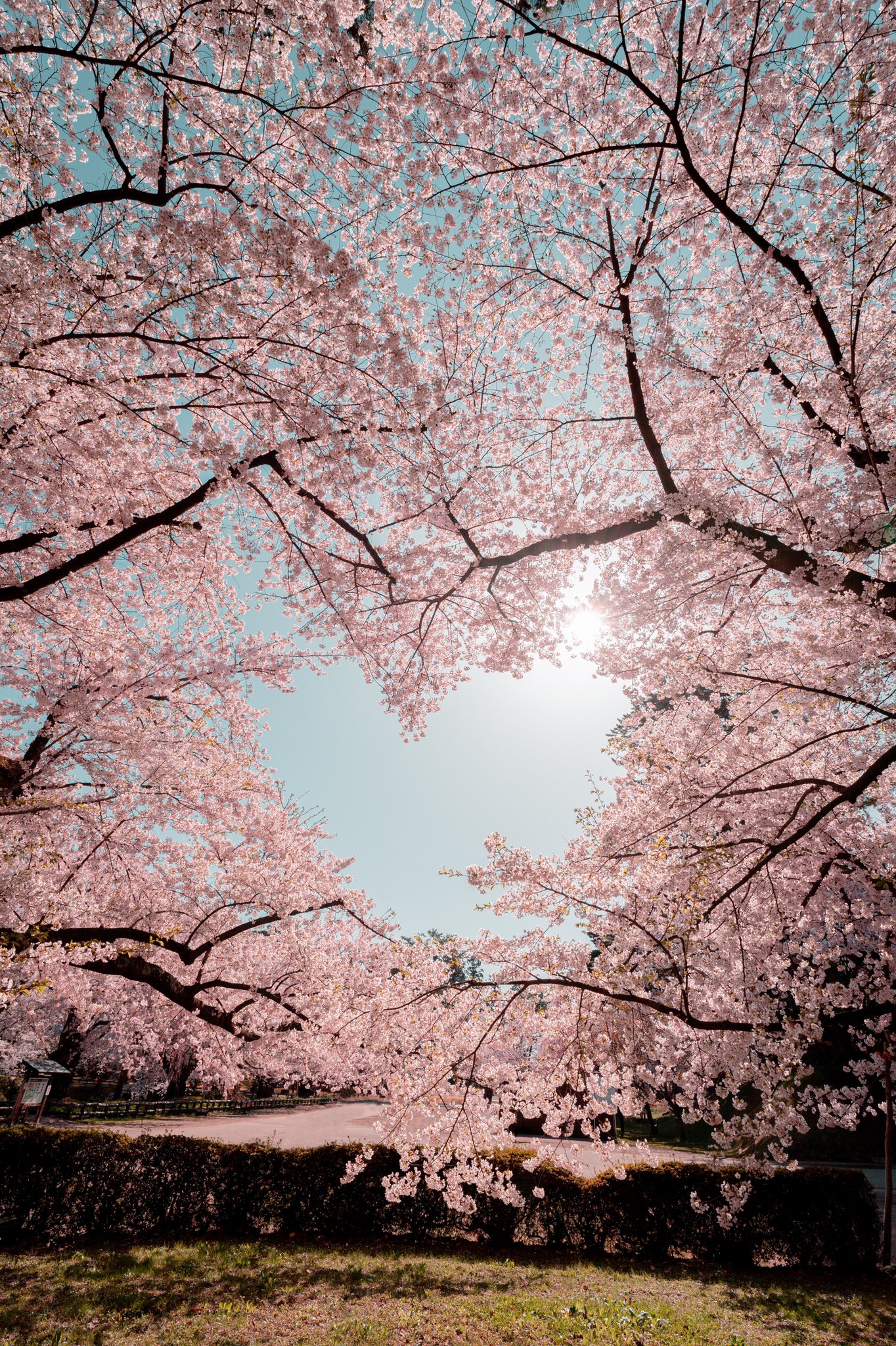 Ayane7628 待ち受けにすると恋愛成就すると 噂になりそうなくらい見事なハート桜 T Co Ymk6uqwtuo Twitter