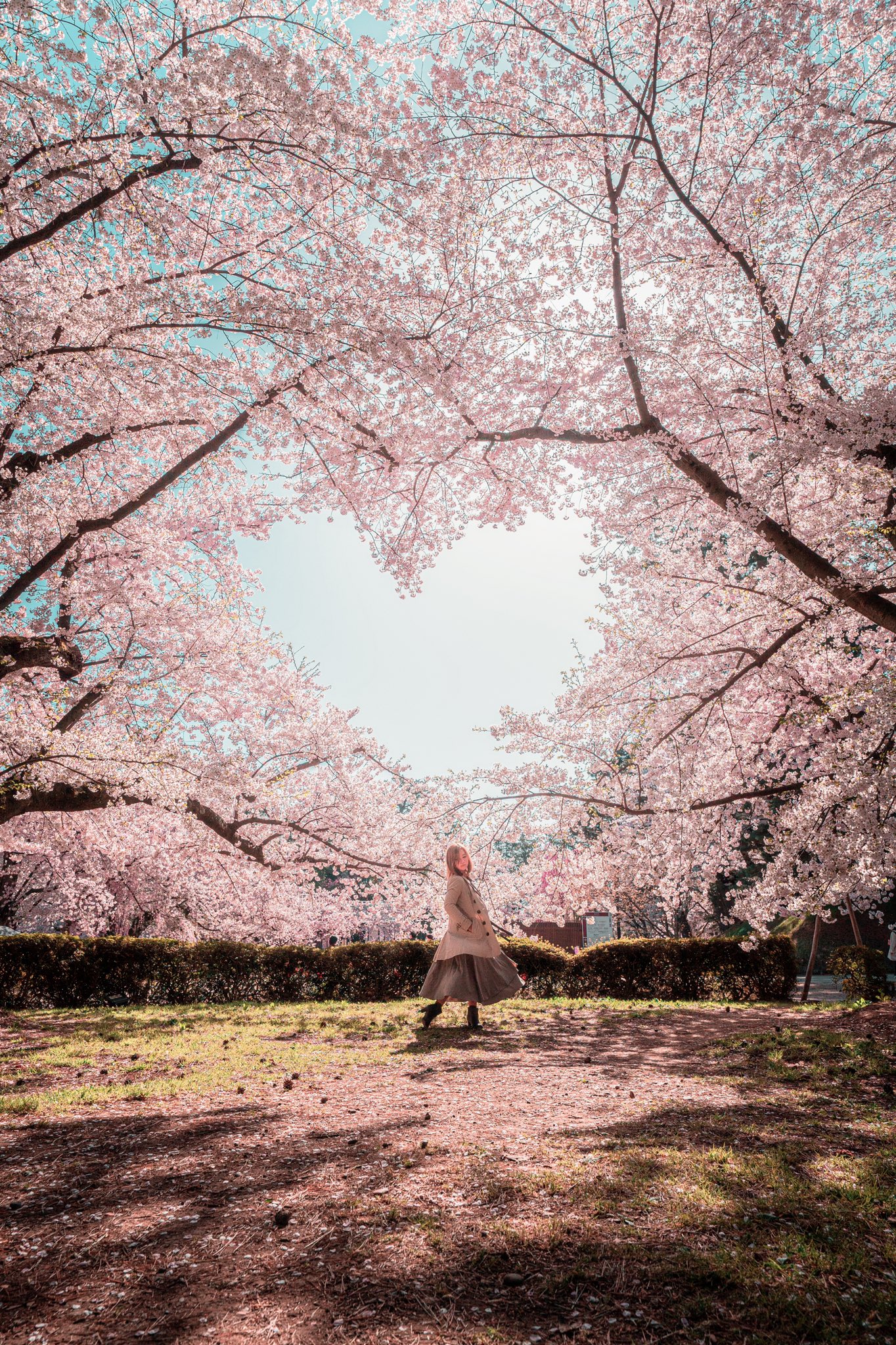 Ayane7628 待ち受けにすると恋愛成就すると 噂になりそうなくらい見事なハート桜