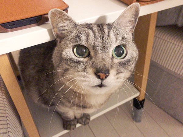 天才的なツイート リプ欄が天国 世界一可愛い猫さんをたくさん吸える最高なスレッドがここに Togetter