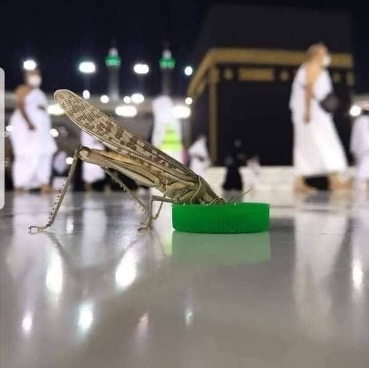 مامن دابةٍ في الأرضِ إلا على اللَّهِ رزقُها ويَعْلَمُ مُسْتَقَرَّهَا وَمُسْتَوْدَعَهَا كُلٌّ فِي كتابٍ مُبِين".