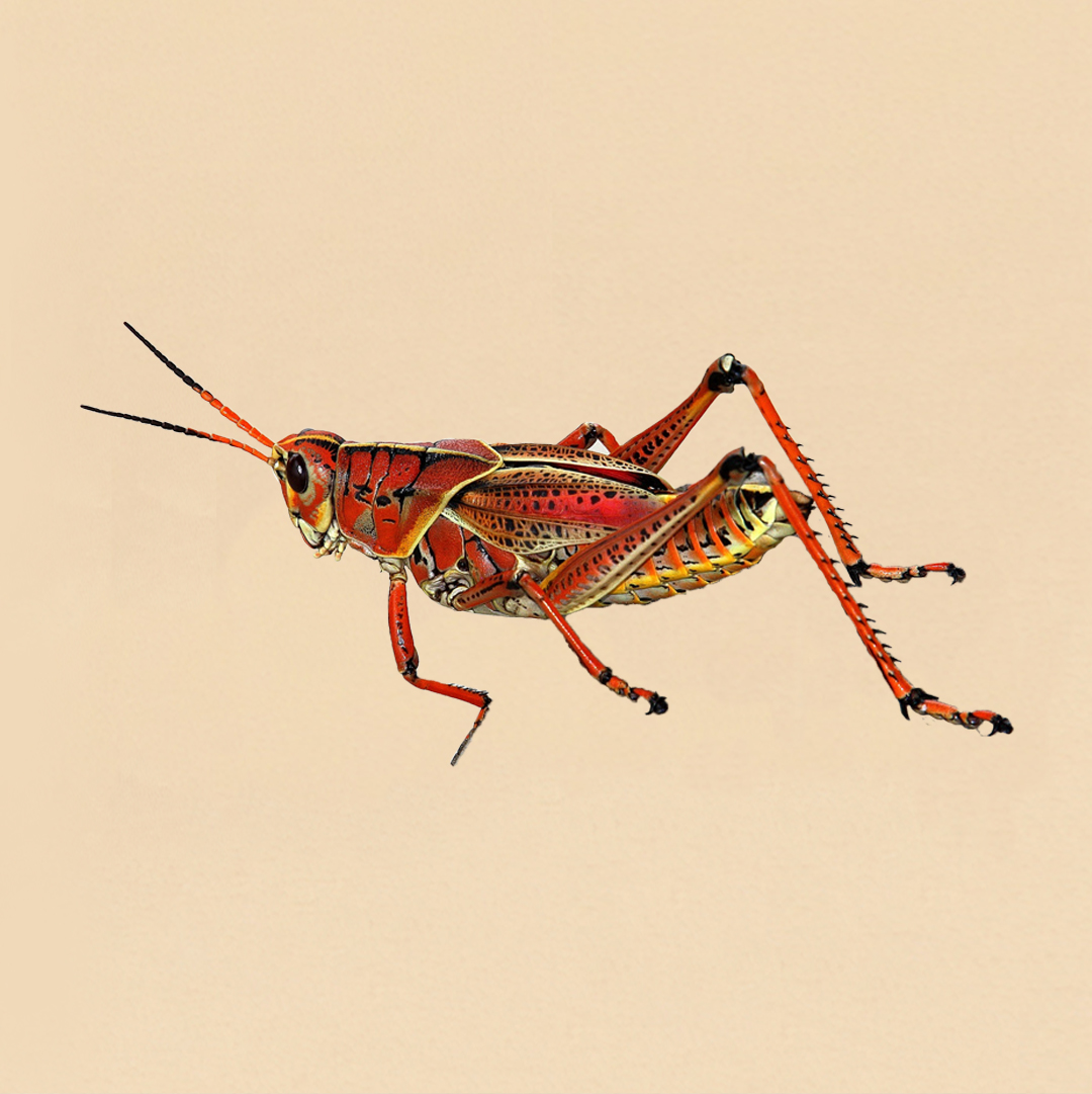 OrderOfCipher's tweet photo. We've got a bug. #BUGINTHESTACK
.
.
.
.
.
#orderofthecipher #AWS #programming #Unix #linux #programmer #developer #python #code #javascript #technology #codinglife #java #html #webdeveloper #webdevelopment #css #webdesign #softwaredeveloper #programmers #coding #softwareengineer https://t.co/XWk3utN2lu