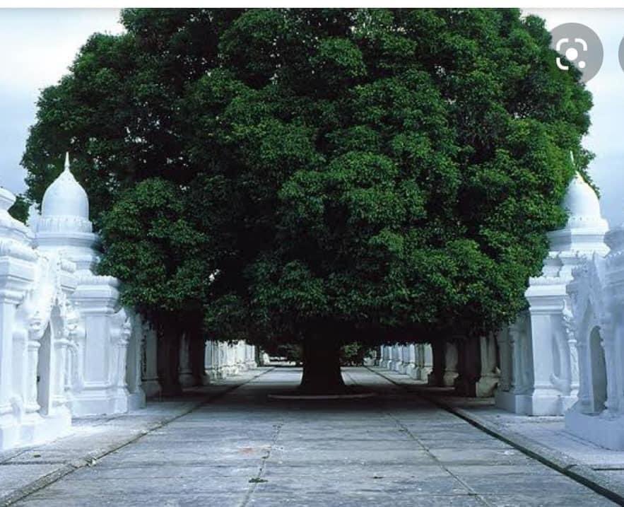 tmls__'s tweet photo. The military announced plans to cut down the 100+ year old #Starflower trees at Kuthowdaw Pagoda. They claim it is for visitor safety, but people feel it's just another desperate money grab - to sell the trees or lumber.

#Mandalay #WhatsHappeningInMyanmar  #environmentaljustice https://t.co/F3BNFH9sTc