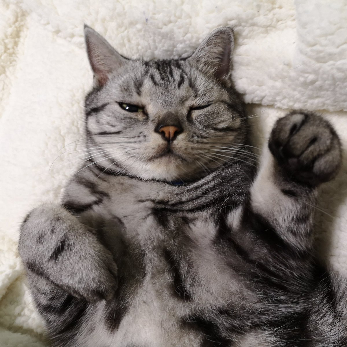 天才的なツイート リプ欄が天国 世界一可愛い猫さんをたくさん吸える最高なスレッドがここに Togetter
