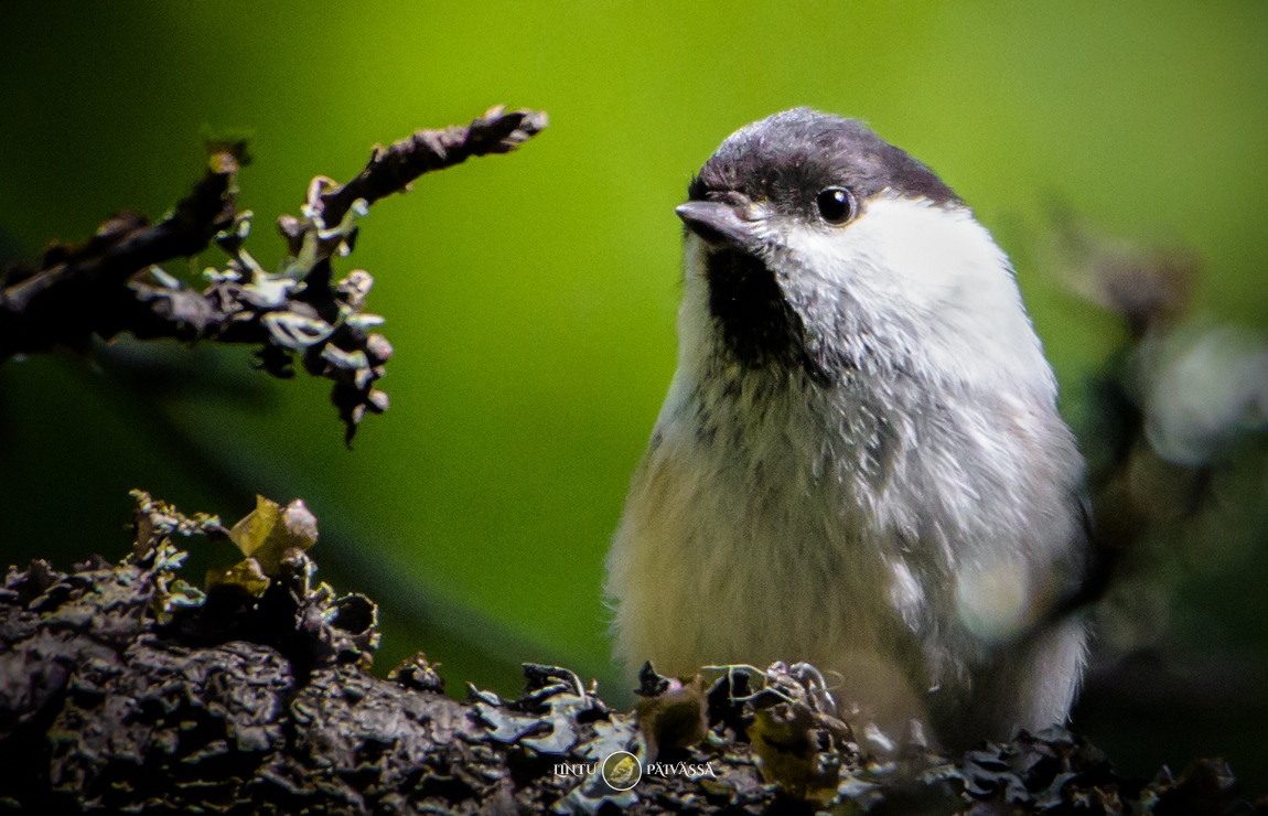 #Hömötiainen #Talltita #WillowTit
#PoecileMontanus