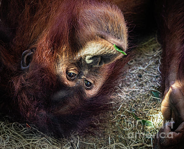 New artwork for sale! - "Dream Land" - fineartamerica.com/featured/dream… <a href="/fineartamerica/">Fine Art America</a>