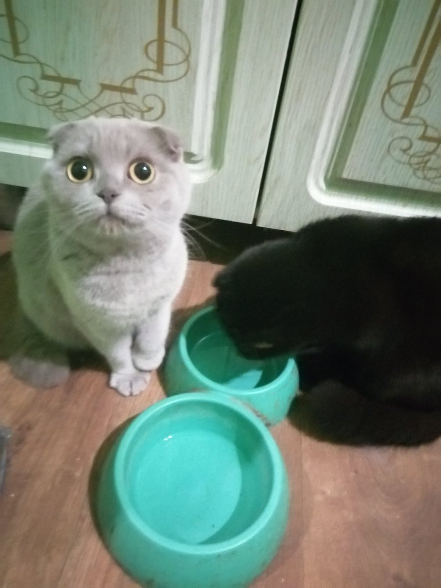 VerMat23's tweet image. Лилу желает всем доброго утра и хорошего дня!😻😜👍☔🤗