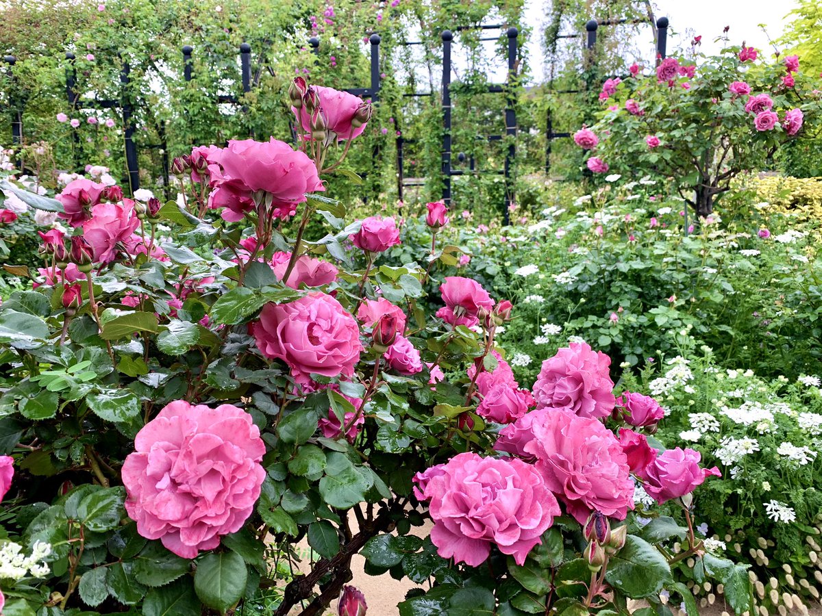 ট ইট র 横浜イングリッシュガーデン 各エリアでバラが見頃を迎えています こちらは本日の ローズ ハーブガーデン の様子 サザン ホープ や エンジェル フェイス アイズ フォー ユー などのバラや フレンチラベンダーが咲く可愛らしい色彩の