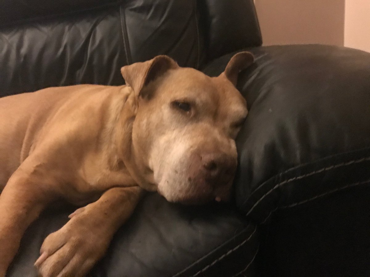DogsBestFrien19's tweet photo. She's my best friend https://t.co/oaFooseNFy