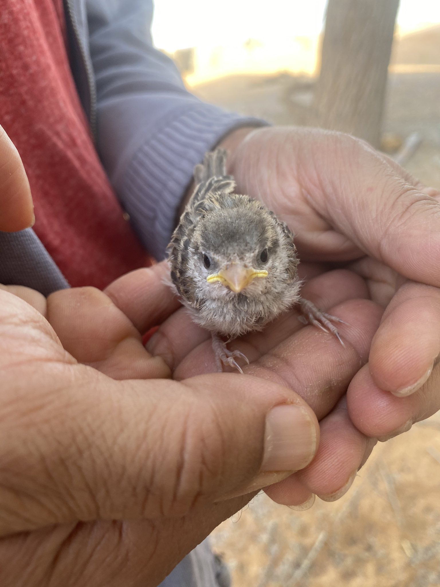 はなもも Hanamomo 鳥が集団でワー となっている声がして あぁこれは一大事発生してる と慌てて来た 親 親戚が一丸となって気を引いたり威嚇したりしてる下に集まっていた猫と その真ん中にいた騒ぎの主役 T Co Cfzkqpesfu Twitter