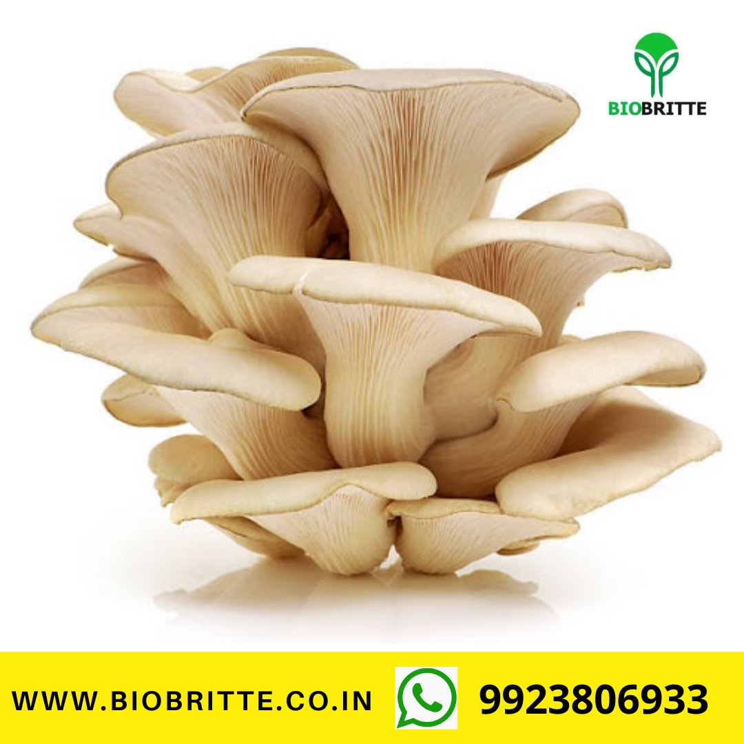 Dry Oyster Mushroom Manufacturers & Suppliers in Maharashtra