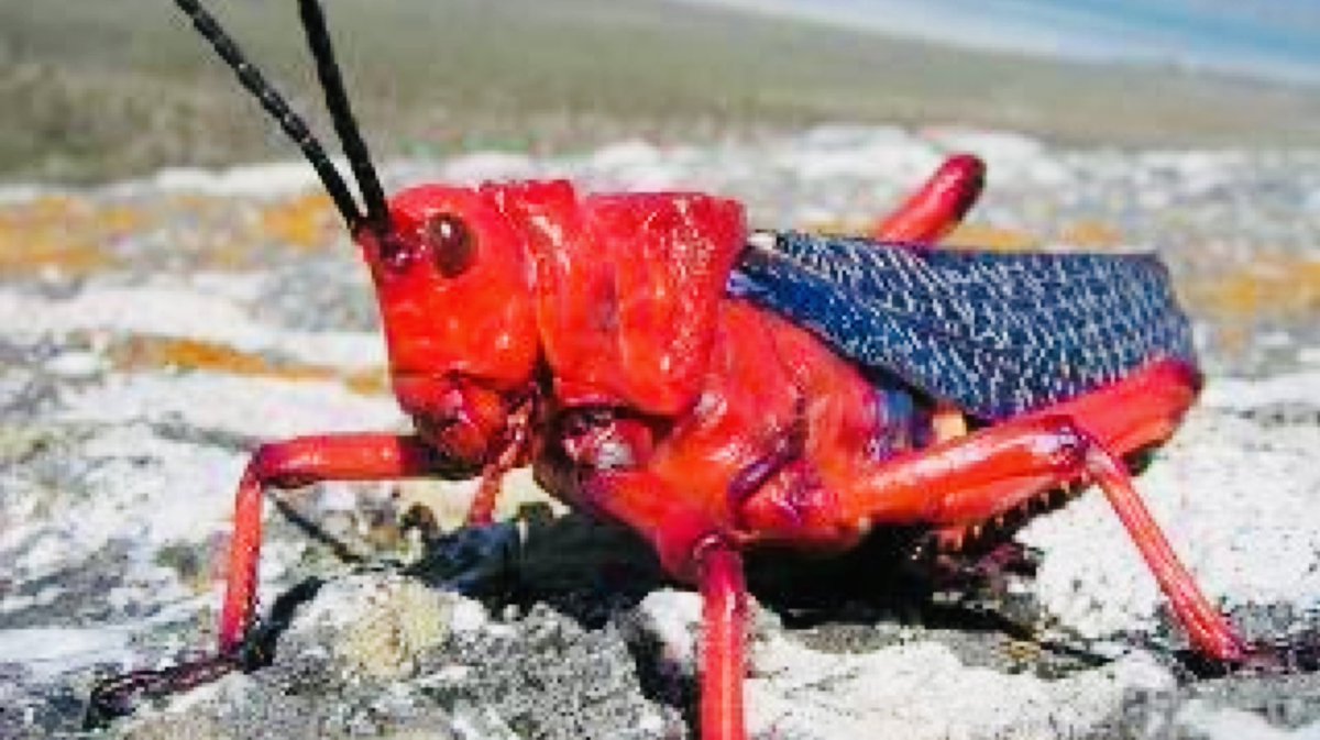 今夜8時にYouTubeアップします。コレもうねこの世の終わりだわ、まるで