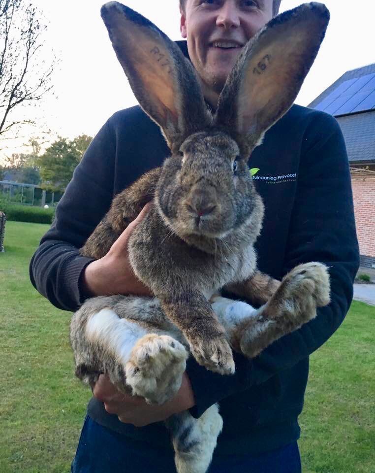 I mean come on, you've got a huge ass rabbit. Just holding it up is a waste of a perfectly good giant rabbit.You're telling me you've never even considered walking into a bank brandishing your enormous rabbit and demanding everyone get on the fucking floor