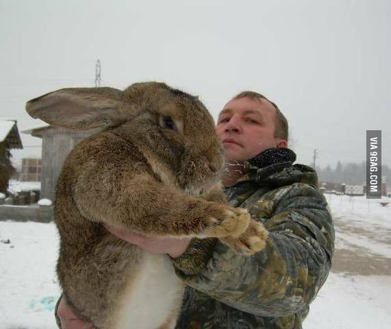 Walk into a fancy restaurant, order their finest salad, then whip this monster bunny out and we're wearing matching formal attire