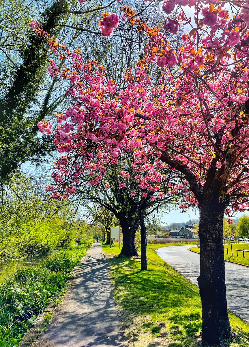 Spring colour.
#chesham #chilterns #buckinghamshire #tree #aonb #blossom #spring #walking #10kaday #fitness #fitbit #waterside #blossomtree #pink #flower #springhassprung #springcolour