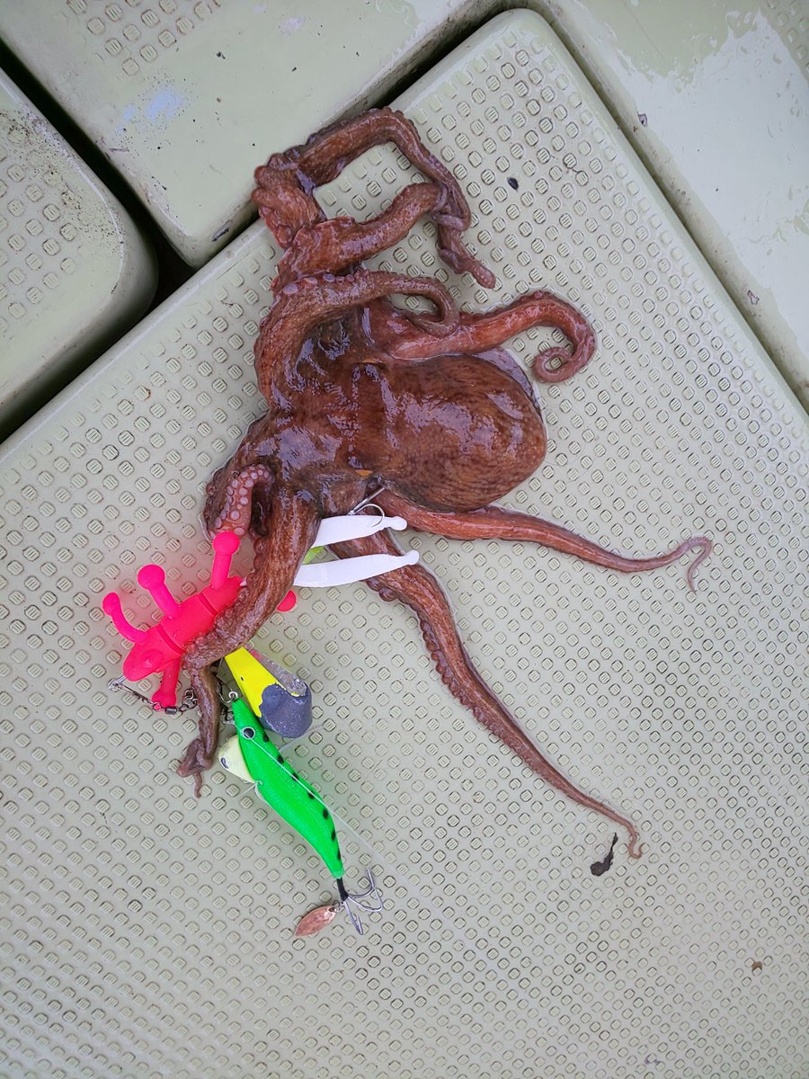 ワダゲールゲ على تويتر タコ上昇中 タコの恋人 和田虫 丸松乗合船 ピロピロくん タコエギ タコグシ