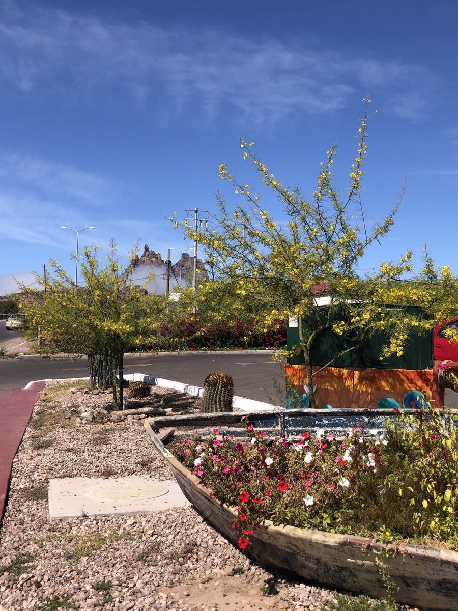 Viva la primavera 🌵