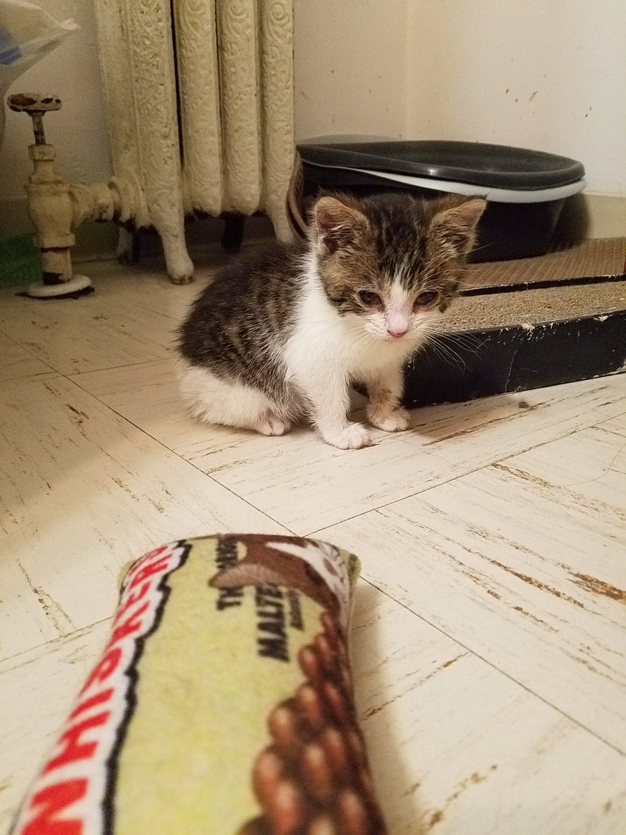 She was a stray so not litter trained. Pooped on the floor and tracked it across the room.In case you thought fostering was all cuteness and play.