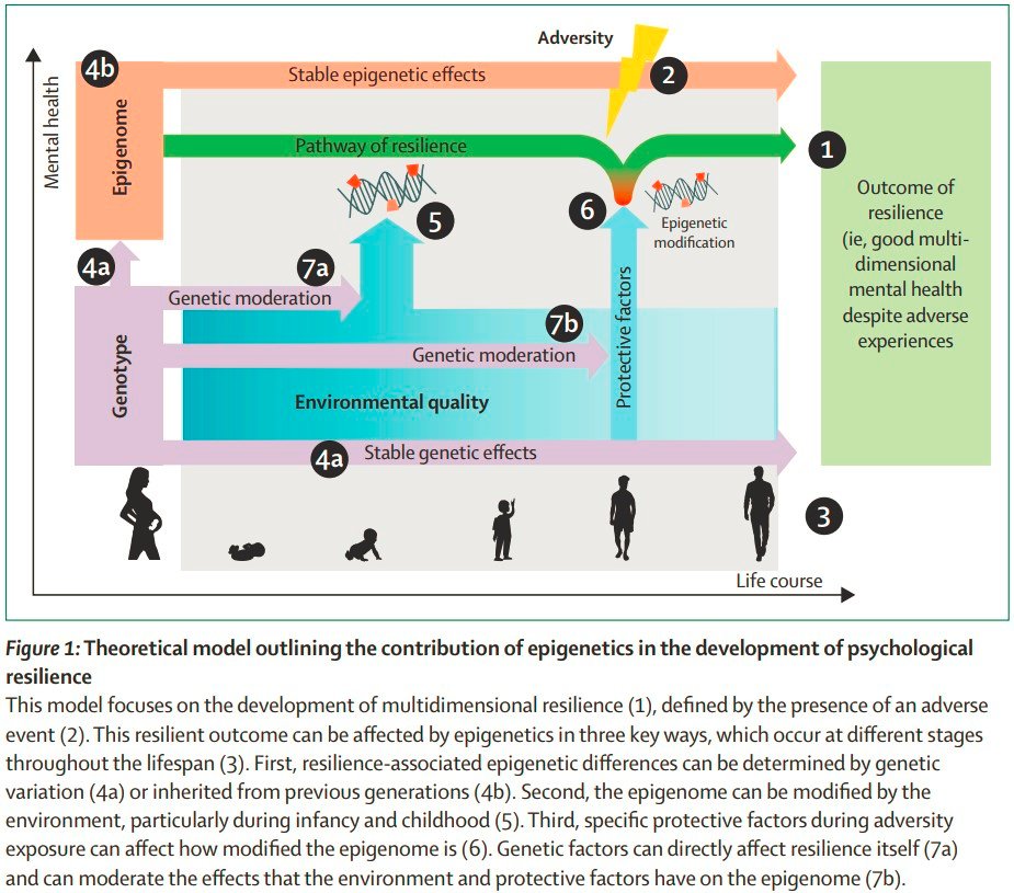 The role of epigenetics in psychological resilience

👀👀👇👇

thelancet.com/journals/lanps…