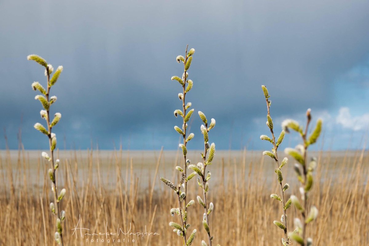 Katjes aan het wad <a href="/Tourdewadden/">Tour de Wadden</a> <a href="/waddenhof/">Waddenlodge</a> <a href="/wadfotografen/">WADDENFOTO'S</a> <a href="/waddentweets/">Waddenvereniging</a> <a href="/BuienRadarNL/">Buienradar</a> <a href="/restaurantzwart/">Zwarte Haan</a>