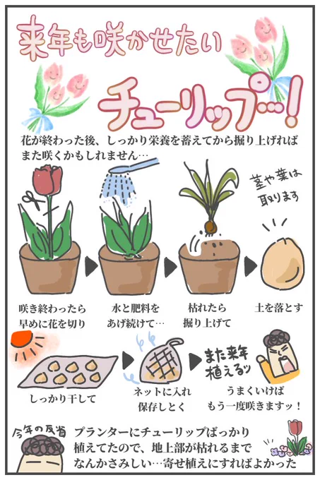 今日の更新はチューリップの話ッ!!うまくいけば来年も咲くかもしれません。詳しくはブログに。ババアの漫画 #ガーデニング 