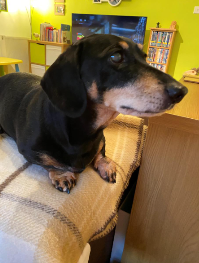 A black dachshund is sat on a blanket in a living room.