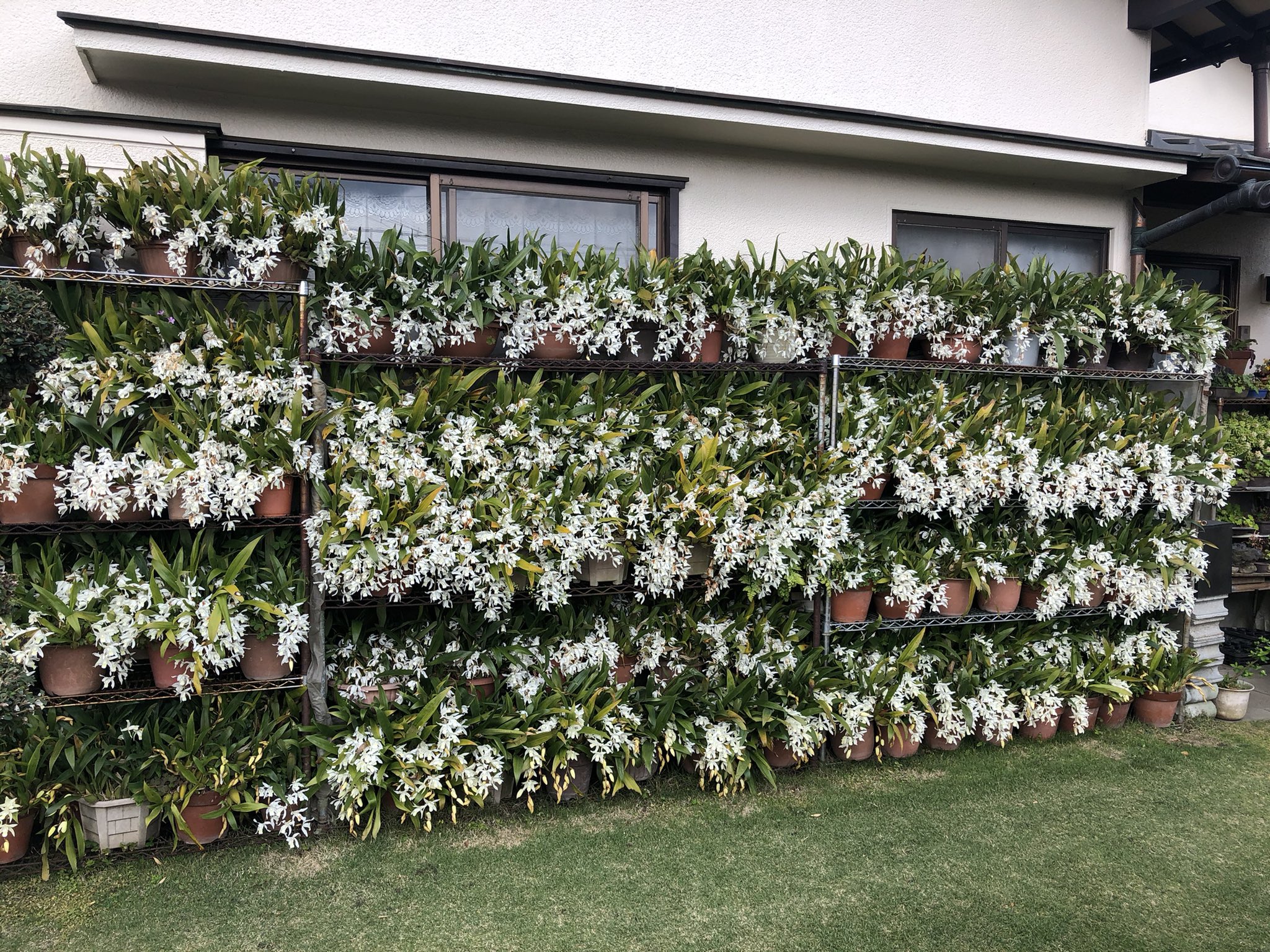 大場グローバルプランツ 洋蘭 自宅近所の庭先 ご本人に許可を頂き撮影 冬はビニール一枚被せているだけで 加温してません 30年以上前に買った1鉢から増やしたそうです Coel Intermedia 洋蘭 セロジネ ご覧なさい T Co Fgyqxnbb6v