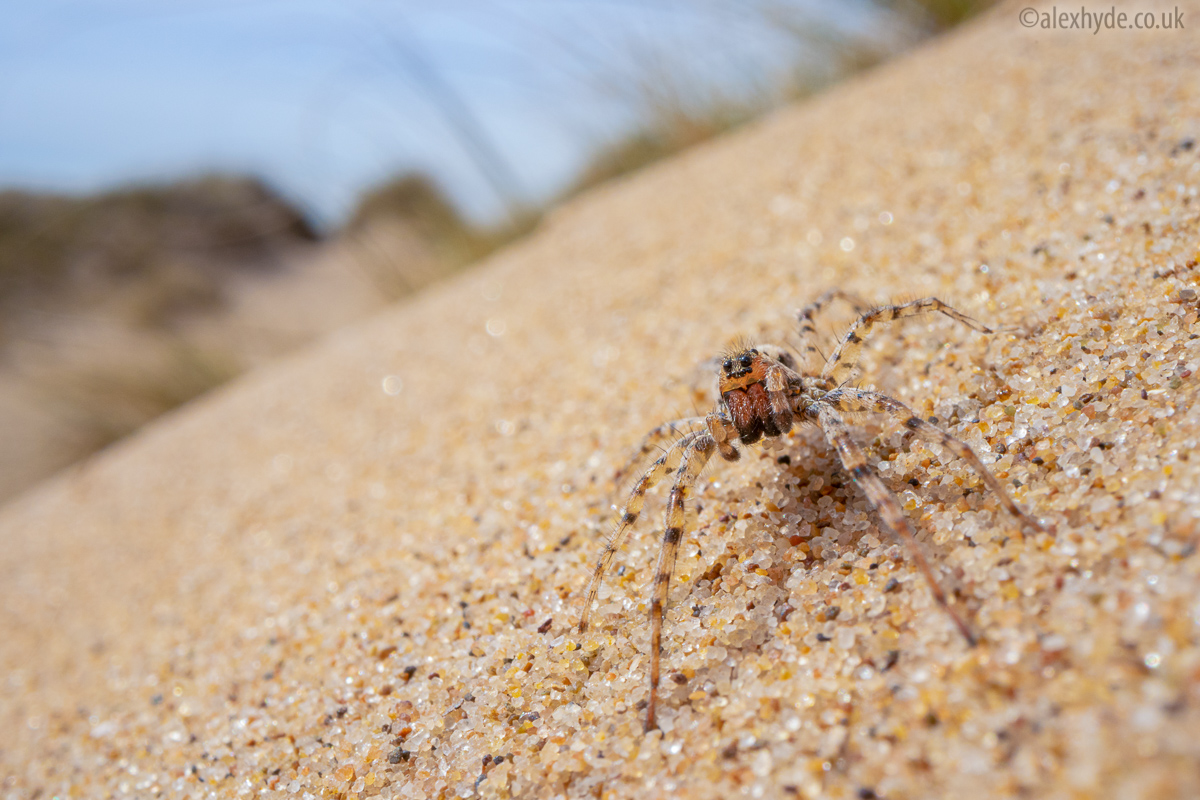 Up close with a beautiful 𝘈𝘳𝘤𝘵𝘰𝘴𝘢 𝘱𝘦𝘳𝘪𝘵𝘢 aka Sand Bear Spider in the dunes at Sefton Coast recently. I tried out the bizarre @venuslaowa 24mm macro probe lens, fantastic for a close-up wide view showing the subject in its dune habitat.  @britishspiders  #spiders
