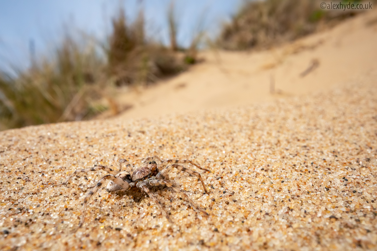 Up close with a beautiful 𝘈𝘳𝘤𝘵𝘰𝘴𝘢 𝘱𝘦𝘳𝘪𝘵𝘢 aka Sand Bear Spider in the dunes at Sefton Coast recently. I tried out the bizarre @venuslaowa 24mm macro probe lens, fantastic for a close-up wide view showing the subject in its dune habitat.  @britishspiders  #spiders