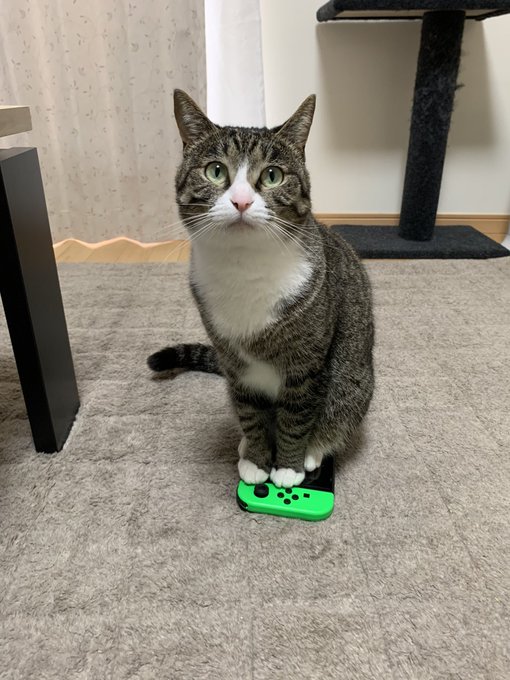 独特の素材 ☆ゲーム機・ジャンピング猫・サバトラ・レジンチャーム