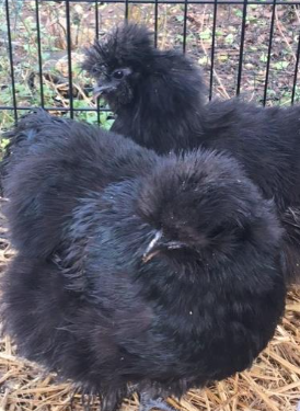 A close up of two fluffy black chickens, standing on some hay.