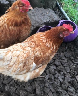 Two orange chickens outside in a garden.