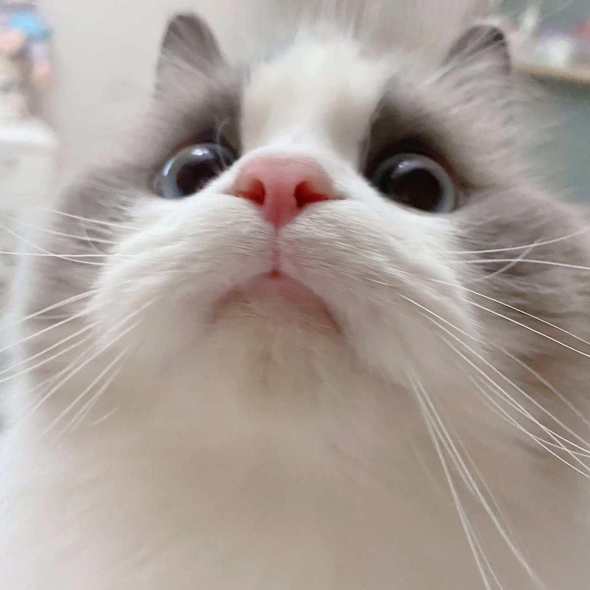 𝙻𝚊𝚣𝚞𝚕𝚒𓍯 (@_____lazuli0527) / Posts / X